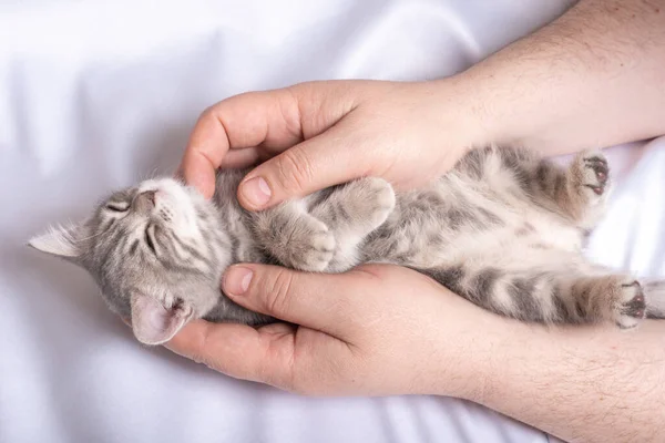 Un pequeño gatito recién nacido duerme en las manos de un hombre en una cama blanca, vista superior. Acogedora siesta de tarde con mascotas. — Foto de Stock