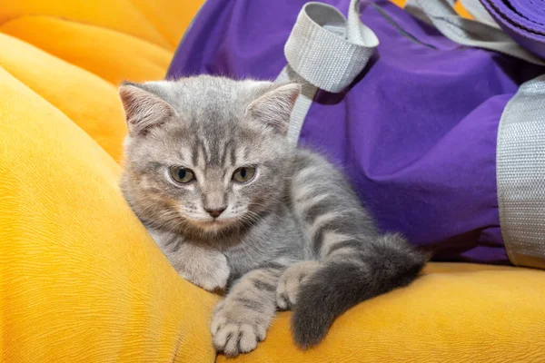 Un pequeño gatito gris yace en un sofá naranja junto a una bolsa deportiva púrpura. El gatito está descansando después del entrenamiento deportivo. Concepto deportivo con mascotas — Foto de Stock