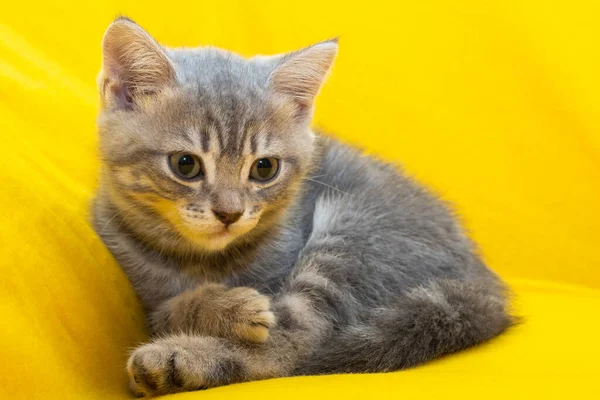 Um pequeno gatinho cinzento deitado sobre um cobertor amarelo. Gatinho pequeno doméstico em um fundo amarelo, close-up. Conceito de animais de estimação adoráveis — Fotografia de Stock
