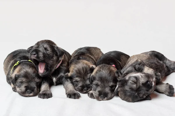 Beyaz arka planda uyuyan beş yeni doğmuş minyatür schnauzer yavrusu. Küçük kör köpekler yan yana yatıyorlar.
