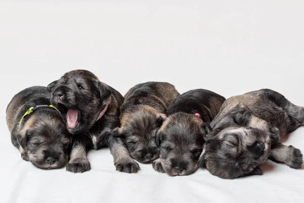 Cinco cachorros schnauzer miniatura recién nacidos dormidos sobre un fondo blanco. Pequeños cachorros ciegos acostados uno al lado del otro Imagen De Stock