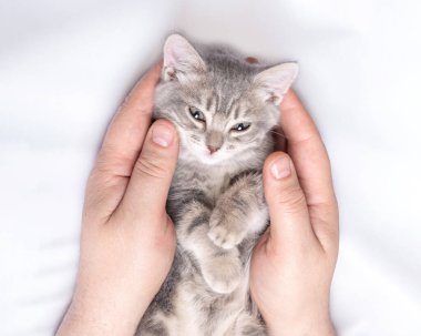 Küçük bir kedi yavrusu beyaz bir yatakta beyaz bir adamın ellerinde yatıyor. Evcil hayvanlarla rahat bir öğle uykusu. Hayvan sahibi ve evcil hayvanı.