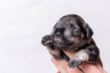 Minyatür bir schnauzer 'ın küçük yeni doğmuş yavrusu beyaz arka planda sahibinin avucunda otururken patisini sallıyor.
