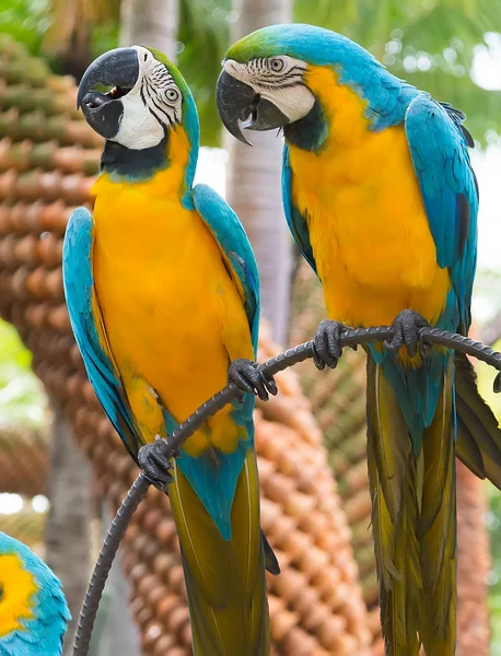 papağan peyzaj tropikal Park, nong nuch Pattaya, Tayland