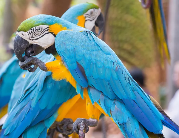 papağan peyzaj tropikal Park, nong nuch Pattaya, Tayland