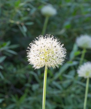 Güneş ışığı tarafından öğleden sonra bir sap üzerinde küçük beyaz çiçek ile bir tam-küre şeklinde güzel çiçek