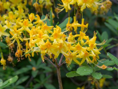Bitki dal güneşli bir günde küçük yaprakları sarı çiçek