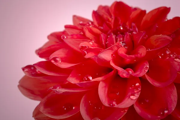 Dahlia flower — Stock Image Dahlia flower Royalty Free Stock Photos