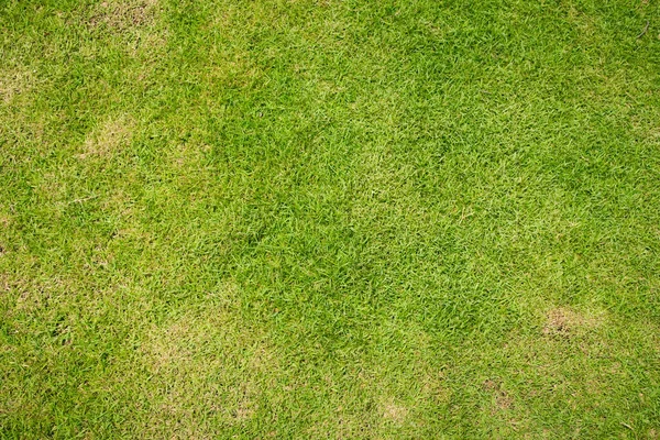 Rasen Für Das Training Fußballplatz Grass Golfplätze Grünen Rasenmuster Strukturierten — Stockfoto