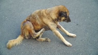 Egzama hastası bir köpek, mantar yüzünden kaşınan yaşlı bir köpek, enfeksiyon yüzünden derisi kuru ve pul pul olmuş, hasta köpekler en kısa sürede tedavi edilmeli..