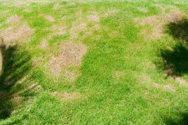 Doğanın ölü otları. Bir yama, mantar Rhizoctonia Solani çimen yaprağının tahribatından kaynaklanır. Çember çimen dokusunda yeşilden ölü kahverengiye dönüşür..