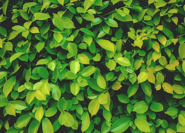 Zielony Liść Piękne Liście Tło Ogród Zielone Liście Ściany Zielone — Zdjęcie stockowe