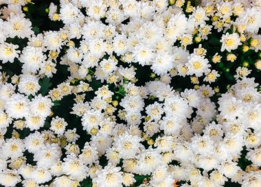 Beyaz çiçek, bahçede çiçek açan kasımpatı çalısı, çiçek açan arka plan, bahçede açan beyaz kasımpatılara yakın, kasımpatı beyaz çiçekleri..