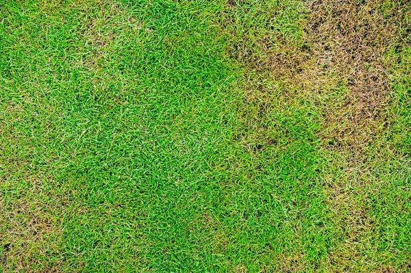 Die Textur Von Totem Gras Draufsicht Tapete Natur Hintergrund Textur — Stockfoto
