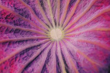 Nilüfer yaprağının ortasındaki bulanık makro doku, parlak renkli yaprak fiber resimlerinin soyutlanması, yapraklı orman yapraklarının Macro çekimi, pembe bir çiçeğin çekirdeğinin soyut arkaplanı..