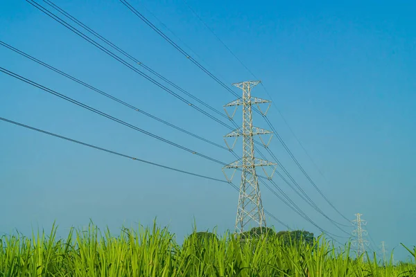 Wysokonapięciowy Słup Elektryczny Przecina Dużą Zieloną Plantację Trzciny Tło Wiejskie — Zdjęcie stockowe