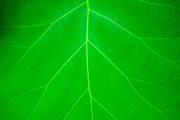 Közel Zöld Levél Textúra Hagy Zöld Levél Textúra Háttérben Zöld — Stock Fotó