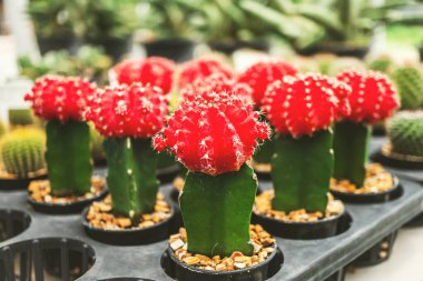 Small red cacti are planted in black pots. decorated with warm sunlight Beautiful cactus in a pot that is placed on the table. Highlight a small cactus planted in a black pot with a blurred background.