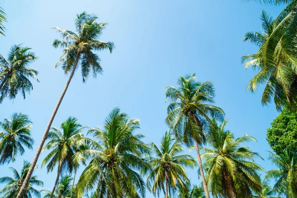 Coconut Trees Garden Lots Bright Blue Sky Looking Top Coconut — Stock Photo, Image