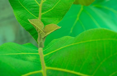 Macro photo of leaves and young shoots of teak leaves. The leaf ficus of the teak (Tectona grandis L.f.), the teak plant is a very valuable cash crop.