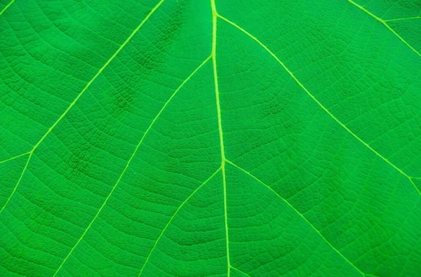 Gros Plan Texture Des Feuilles Vertes Laisse Texture Verte Des — Photo
