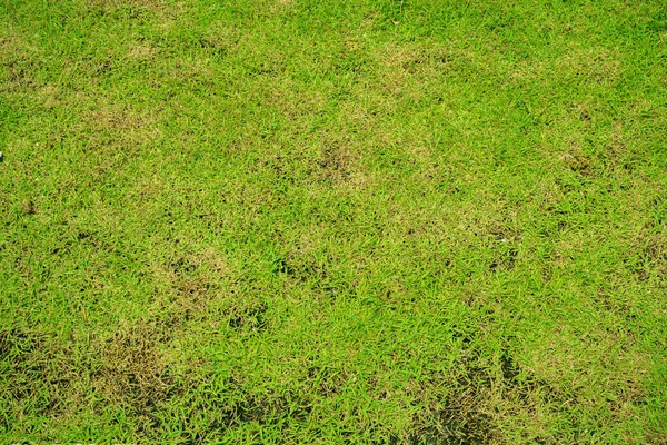 Πράσινο Και Κίτρινο Γρασίδι Υφή Brown Patch Προκαλείται Από Την — Φωτογραφία Αρχείου