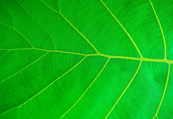 Primo Piano Texture Foglia Verde Foglie Texture Foglia Verde Sfondo — Foto Stock