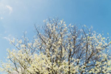 Mavi arka planda sarı çiçeklerin bulanık görüntüsü. Tayland 'da bulanık beyaz çiçekler.