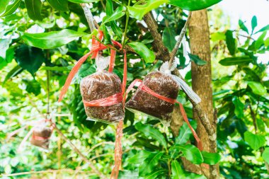 Kahve ağaçlarının Tayland 'daki kahve çiftçileri tarafından yetiştirilmesi. Kahve fidanları hindistan cevizi kabuklarıyla plastik torbalara sarılmış..