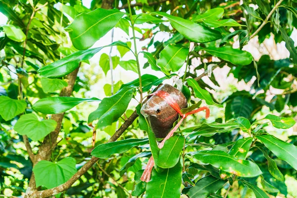 Propagating Trees Grafting Farmers Thailand Coffee Plants Seed Wrapped Coconut — Stock Photo, Image