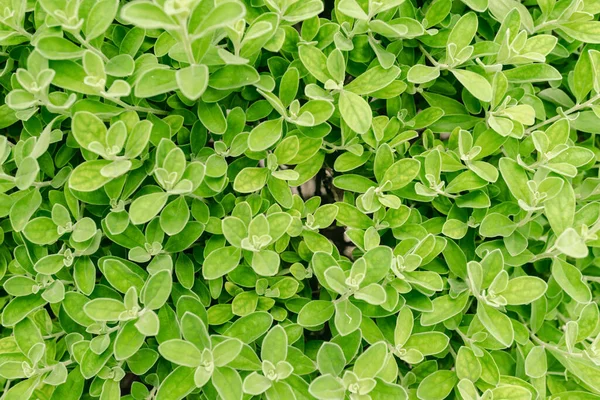 Verschwommenes Foto Draufsicht Auf Grüne Blätter Ideen Ideen Für Grünen — Stockfoto