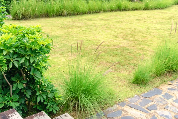 솔라니 Rhizoctonia Solani 잔디밭 질감에서 녹색에서 갈색으로 바뀌었다 배경의 곰팡이의 — 스톡 사진