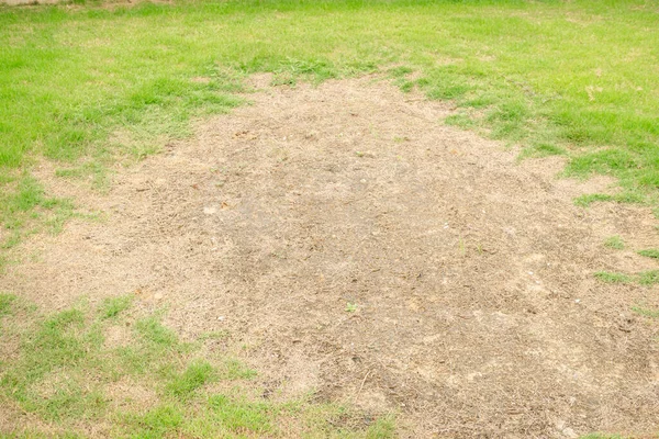 Rhizoctonia Solani Çimen Yaprağı Çim Dokusunda Yeşilden Kahverengiye Döner Arka — Stok fotoğraf