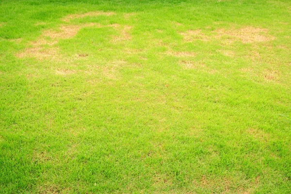 Rhizoctonia Solani çimen yaprağı, çim dokusunda yeşilden kahverengiye döner. Arka planda ise kuru otlar. Doğanın ölü otları. Bir yama, mantarın tahribatından kaynaklanır..