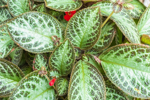 Top View Flowers Green Leaves Tropical Plants Details Green Leaves — Stock Photo, Image