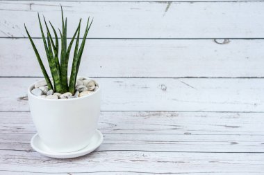 Seramik kapta Sansevieria. Beyaz eski ahşap arka plan. 