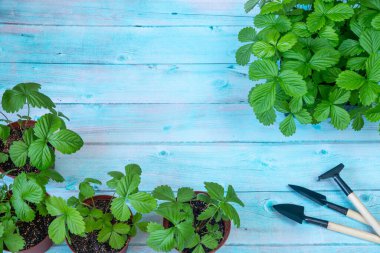 Saksıda yetişen çilek filizleri