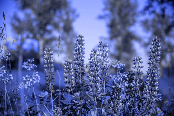 Natur Hintergrund Mit Feldblumen Nahaufnahme Farbe Sehr Peri Farbe Des — Stockfoto