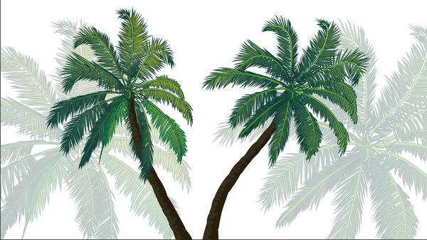 Tle palmy — Zdjęcie stockowe