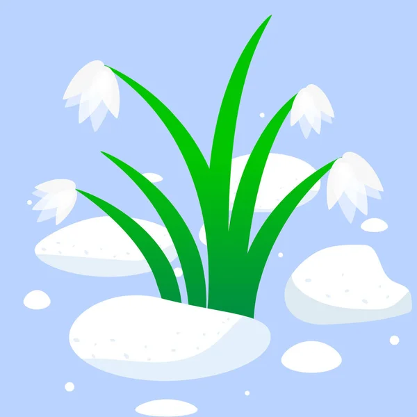 Sneeuwklokjes Van Onder Sneeuw Vector Art Illustratie — Stockvector