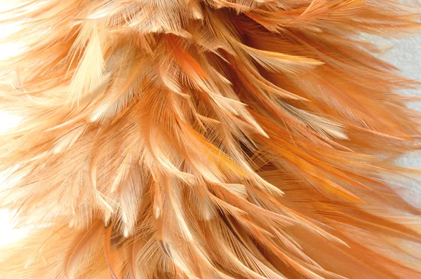 Feather duster on cement background — Stock Photo, Image