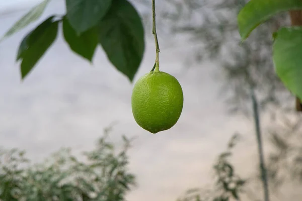 Lemon hanging from a lemon tree — Stock Photo, Image