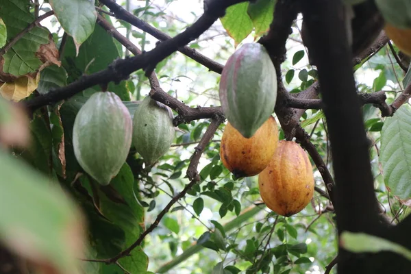 Frijoles de cacao rojos y verdes en un árbol de cacao — Foto de Stock