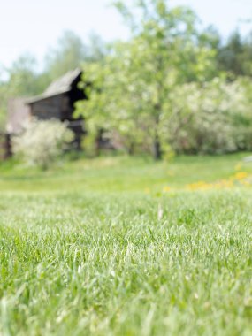Kırsal alanda bulanıklık var. Elma ağacı, ahşap ev ve yemyeşil çimenler. Güneşli bir gün. Dikey fotoğraf.
