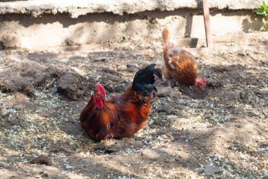 Büyük kırmızı kahverengi horoz dinleniyor ve arka planda kahverengi tavuk gagaları var. Penis portresi, yakın plan..