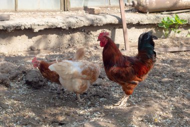 Büyük kırmızı kahverengi horoz siki ve iki kahverengi tavuk bahçede gagalıyorlar, gürültülü arka plan..