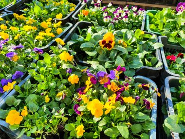 Mor beyaz bahar çiçekleri viyola cornuta. Mor, pembe, turuncu keman çiçekleri, boynuzlu menekşeli çiçek tarhı. İndirimli sergi.