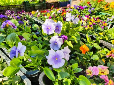 Mor beyaz bahar çiçekleri viyola cornuta. Mor, pembe, turuncu keman çiçekleri, boynuzlu menekşeli çiçek tarhı. İndirimli sergi.