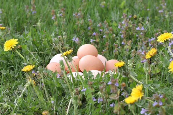Huevos Blancos Marrones Gallinas Domésticas Sobre Hierba Verde Fondo Textura — Foto de Stock