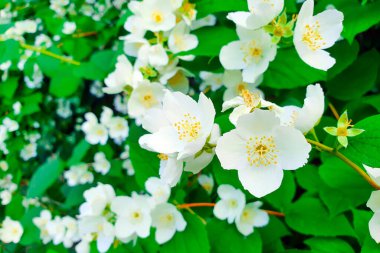 Philadelphia 'lı kalp krizi çiçekleri. İngiliz Dogwood çalısı ya da tatlı, sahte portakallı Philadelphia kalp krizi.